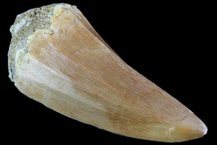 Mosasaurus Tooth - Morocco #79827